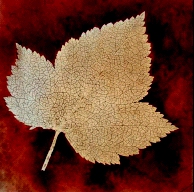 Largest ever Heritage Lottery Grant for photography