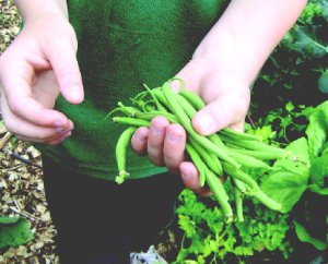 Creative Partnerships – Art and gardens