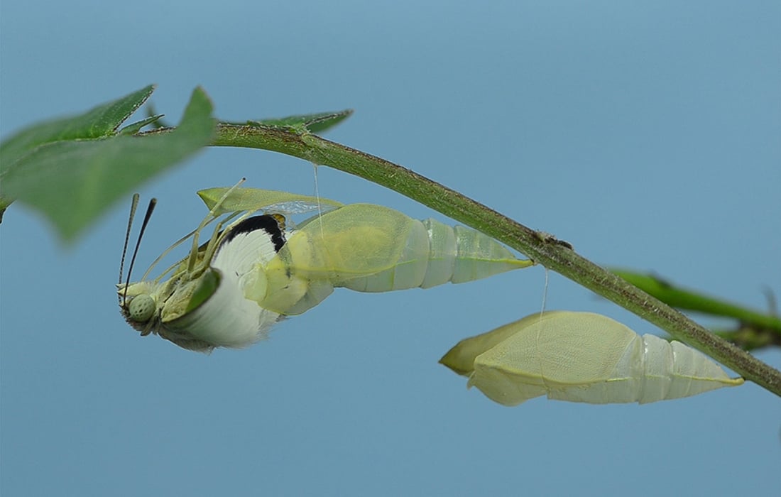 Caterpillar on a leaf