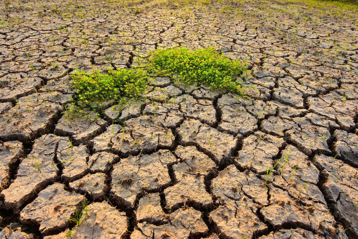 During the drought of tropical Pacific Southeast Asia Water evaporates from the earth. Drought Land crack Aquatic animals and water plants fall apart.