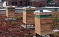 Photo of beehives on top of the Lyric Hammersmith