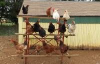 chickens roosting on a fence outside a barn