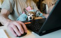 small dog sitting on the lap of an unidentified person working on a laptop computer