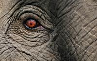 an elephant in close-up
