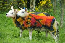 Photo of gorgeous sheep