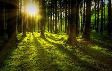 Photo of the sun rising through a forest