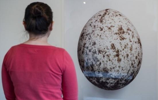 Photo of person looking at large egg