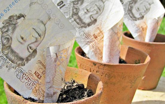 Photo of money in plant pots