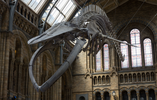 A Blue Whale skeleton mounted in Hintze Hall of the Natural History Museum