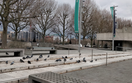 Pigeons walking around the South Bank