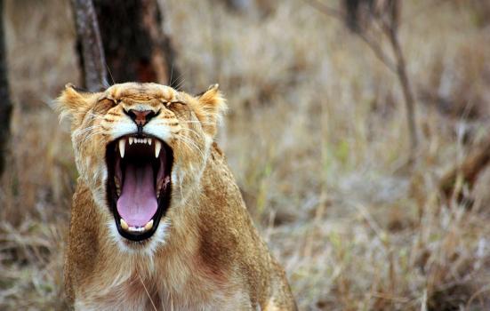 A photo of a lion roaring