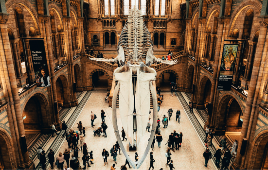 inside of Natural History Museum